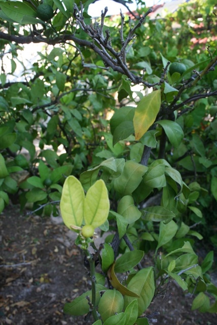 Citrus leaf chlorosis